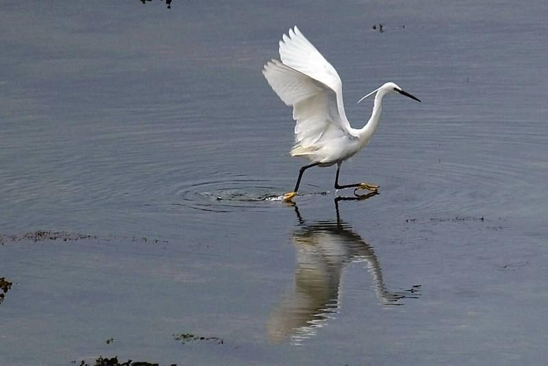 aigrette